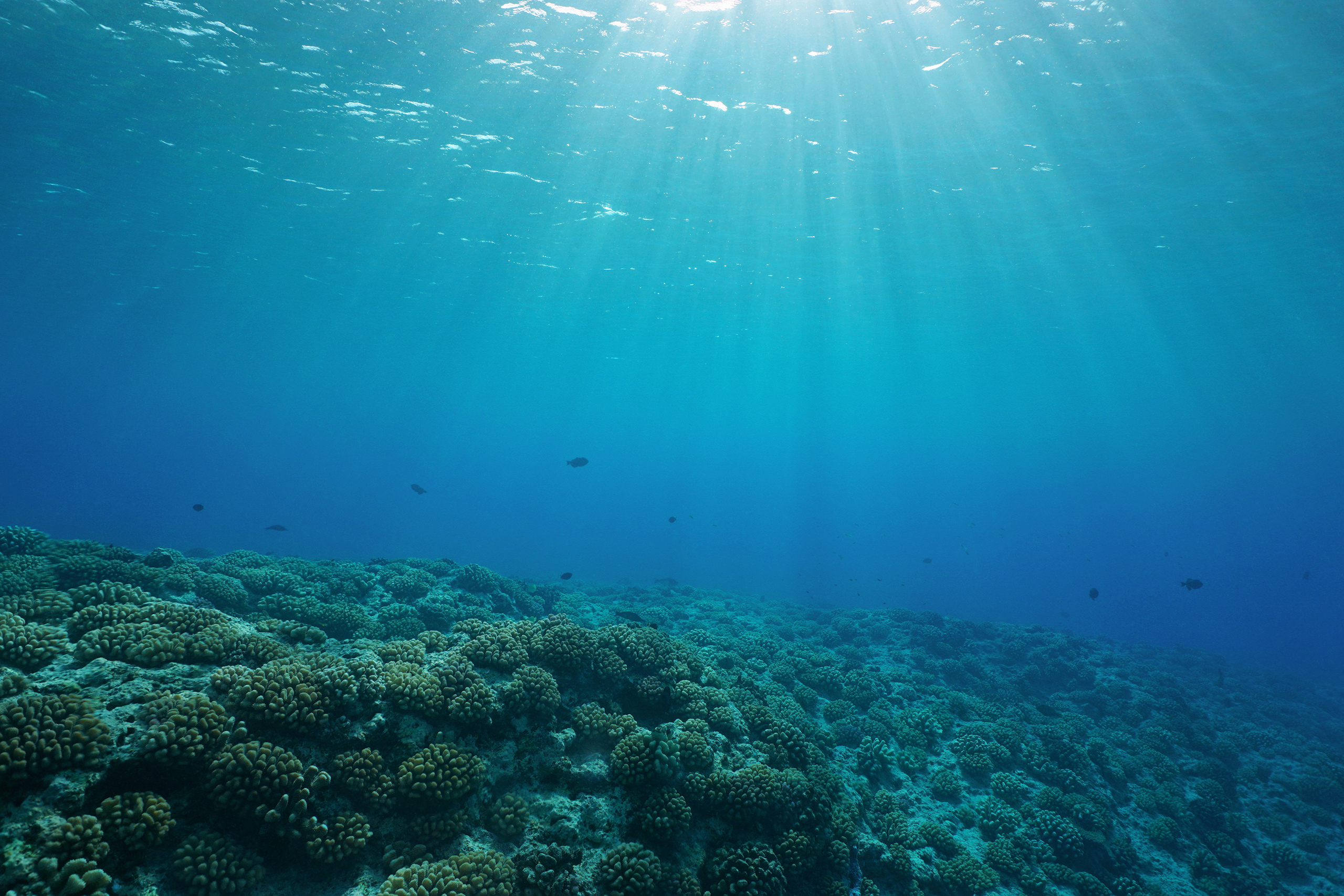 Under Water Scene